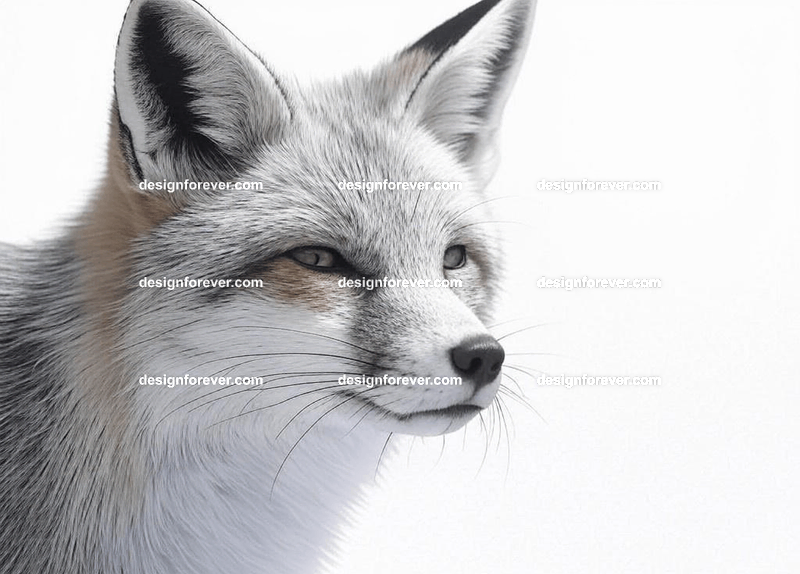 Simple line drawings of fox