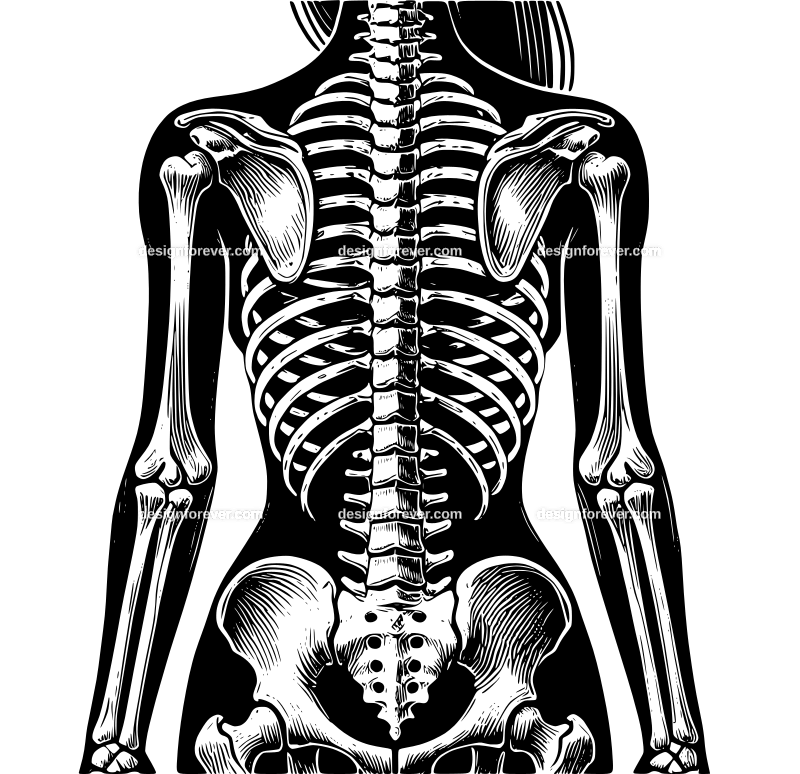 spinal graphic logo