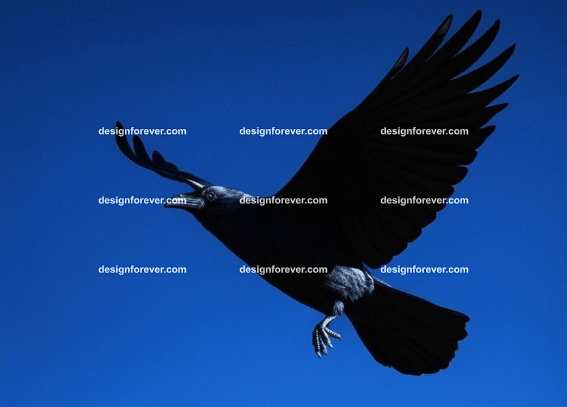 raven swooping down