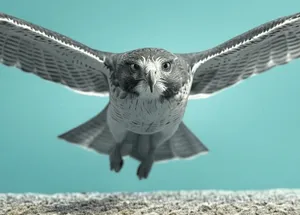 hawk
