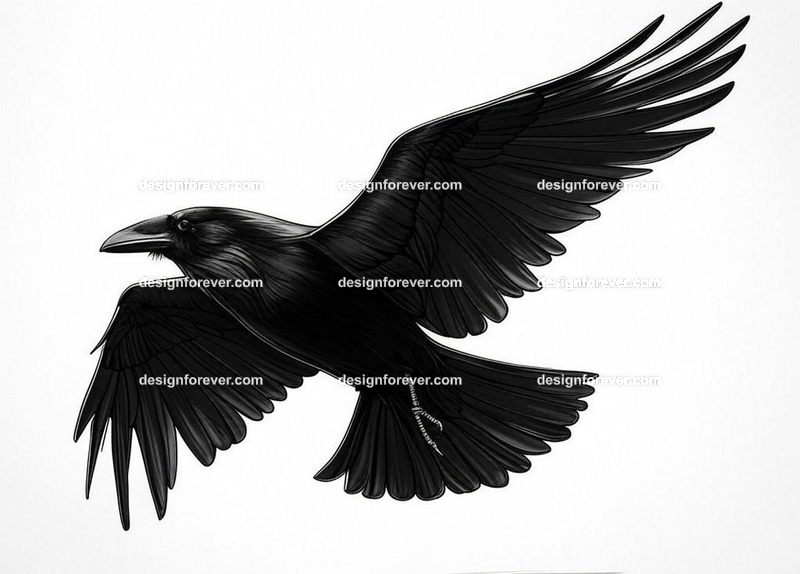 raven swooping flying