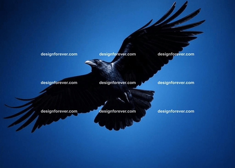 raven swooping flying