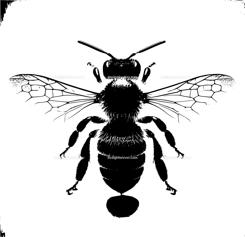 a single bee closeup