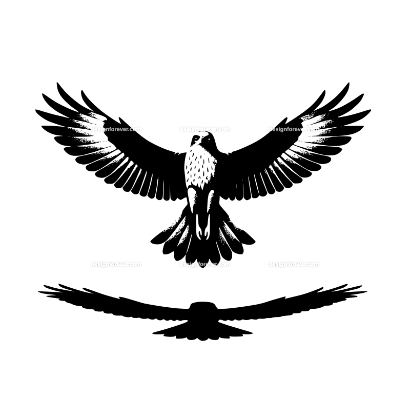 a hawk flying straight up