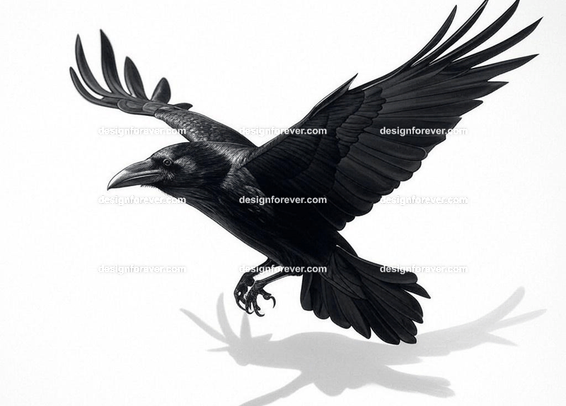 raven swooping flying
