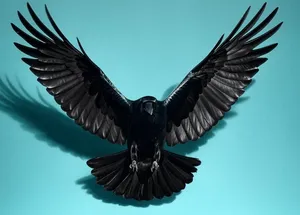raven swooping down