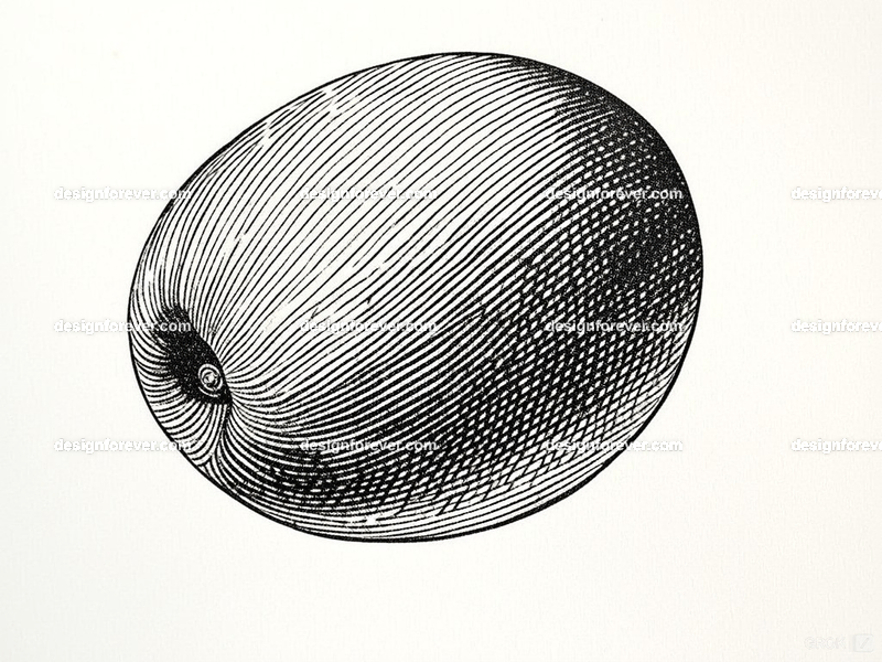 the olive