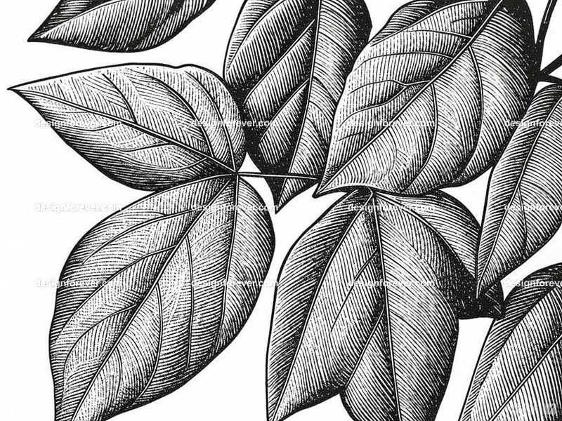 the poison ivy  closeup  macro