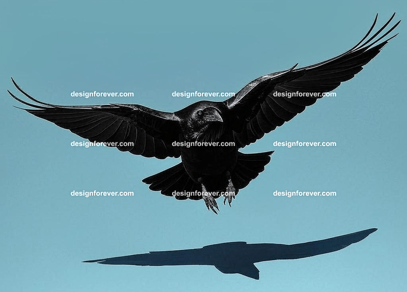 raven swooping down