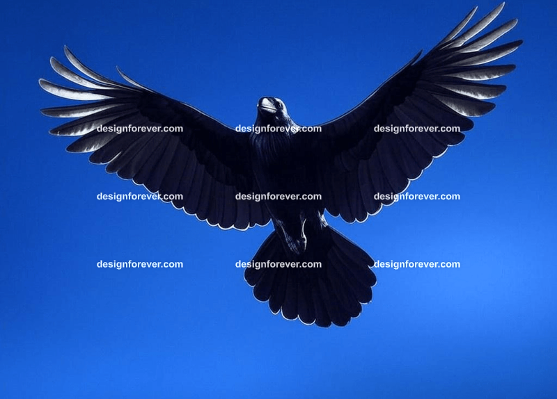 raven swooping down