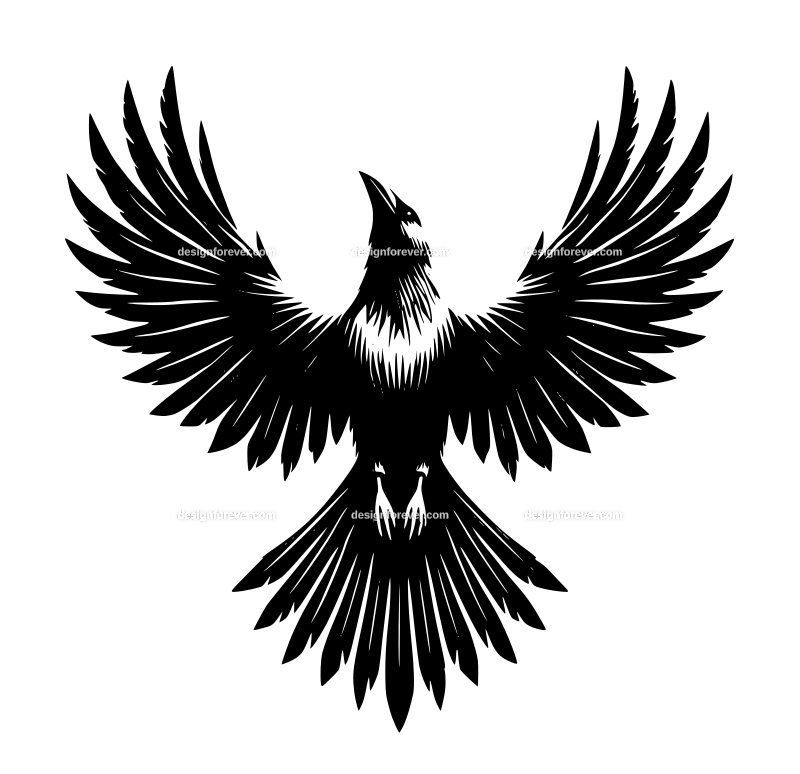 a raven flying straight up