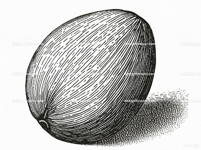 the avocado seed